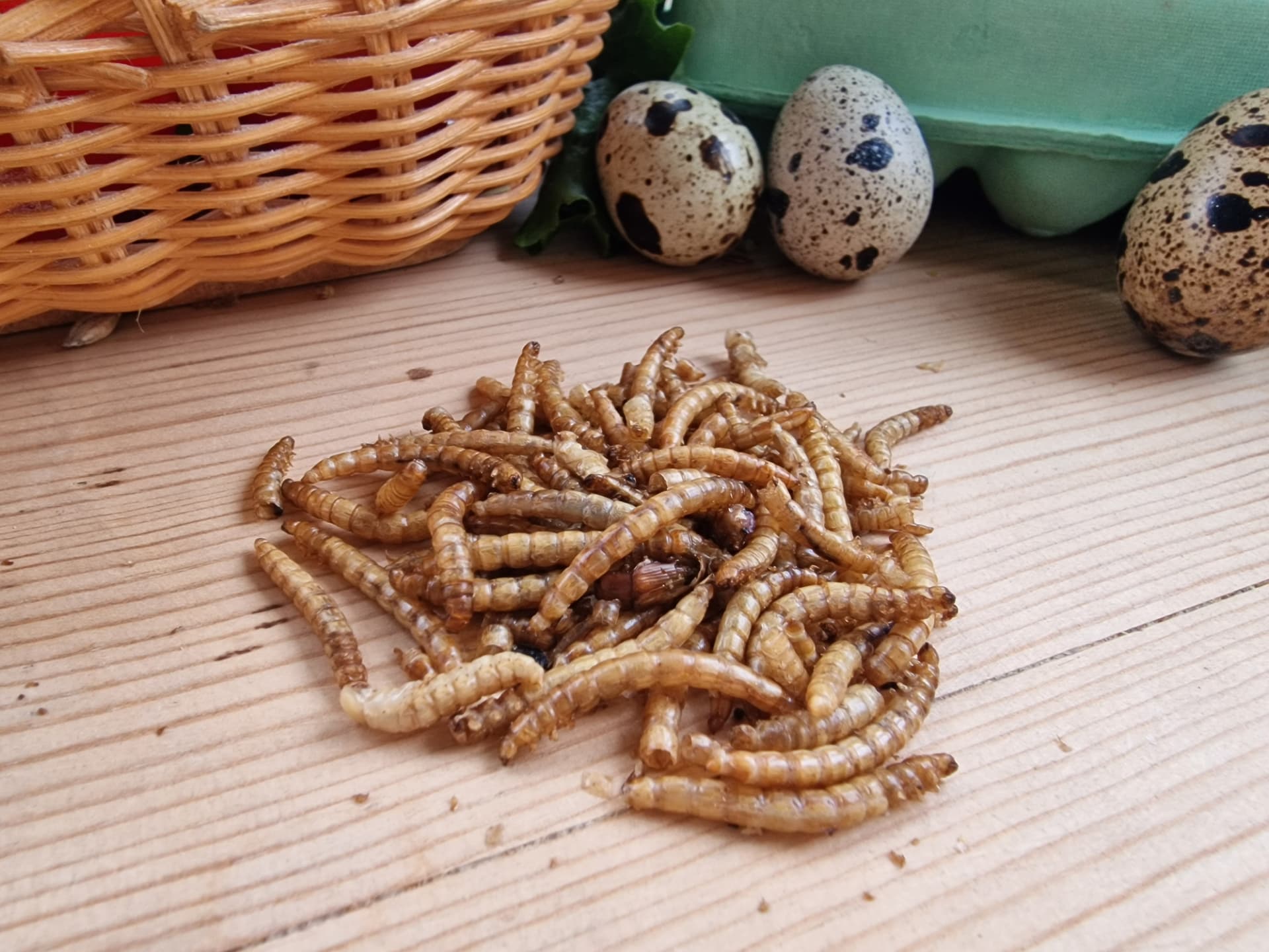 Dried mealworms with quail eggs