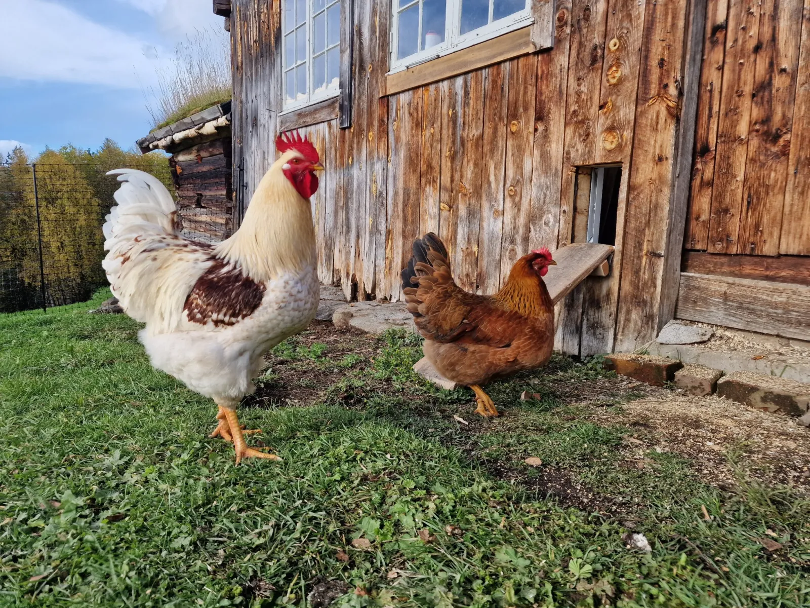 Rooster and hen standing in the grass, looking warily at the new door and ramp in the barn wall.