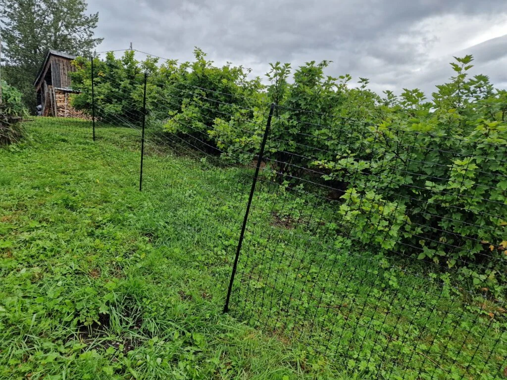 Chicken fence around berry bushes