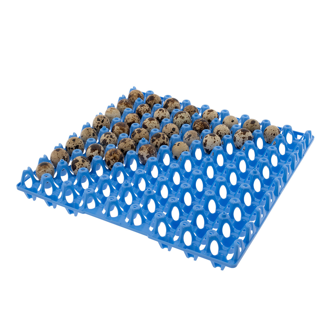Blue egg tray for 72 quail eggs