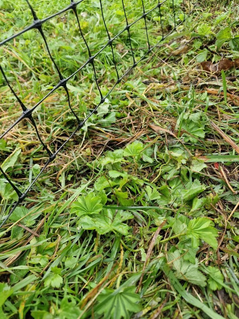 Close-up of the fence