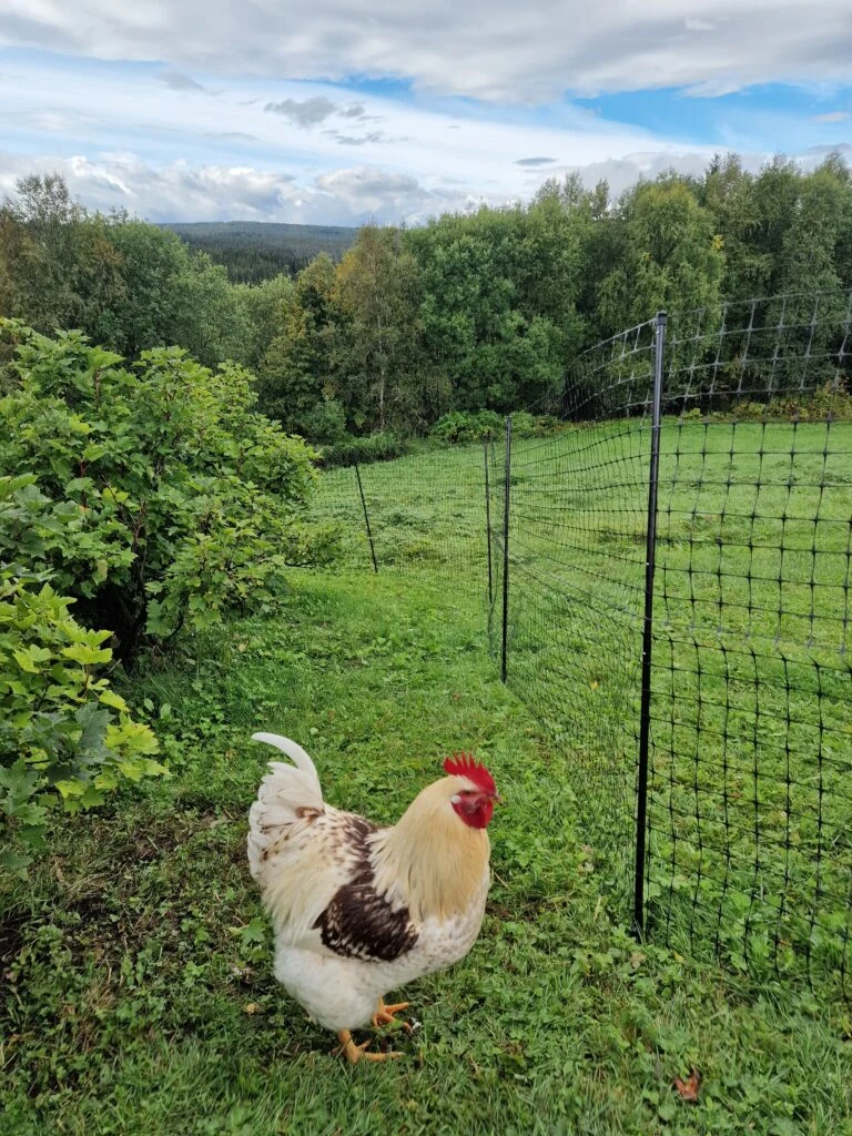 White rooster inspecting the chicken fence