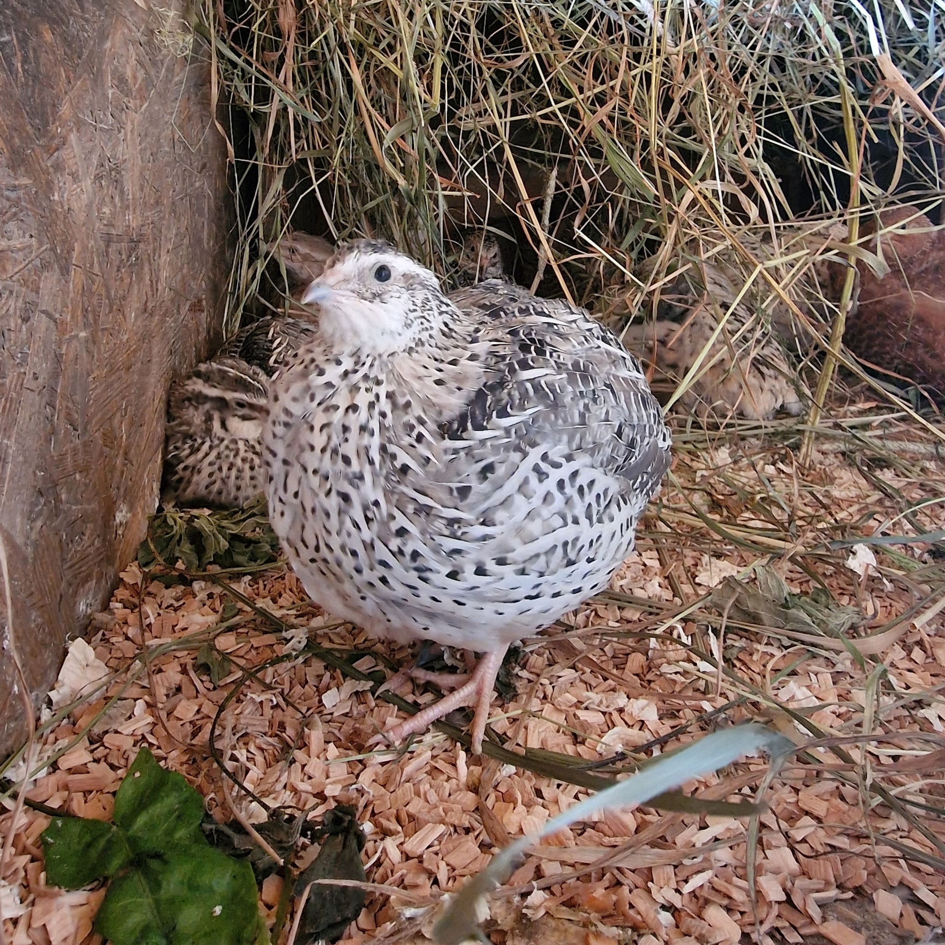 Quail on Medium beech chips with hay in the enclosure