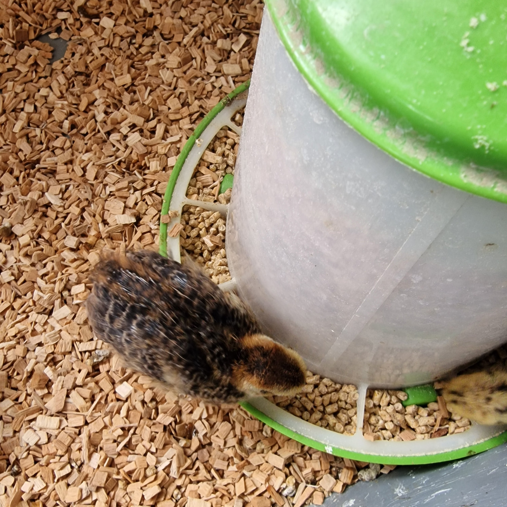 Japanese quail chick on Medium beech chips
