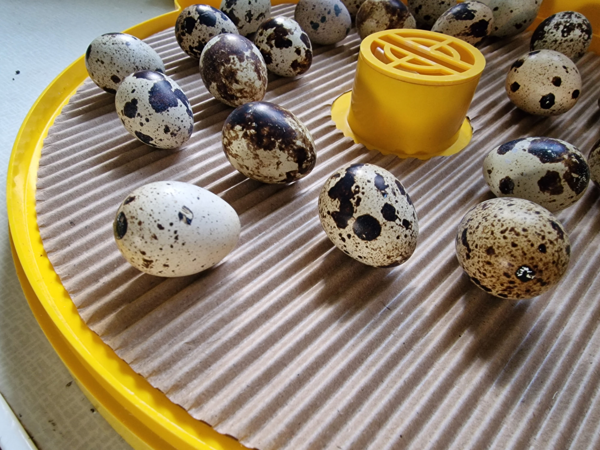 Quail eggs resting on cardboard in the incubator during lockdown