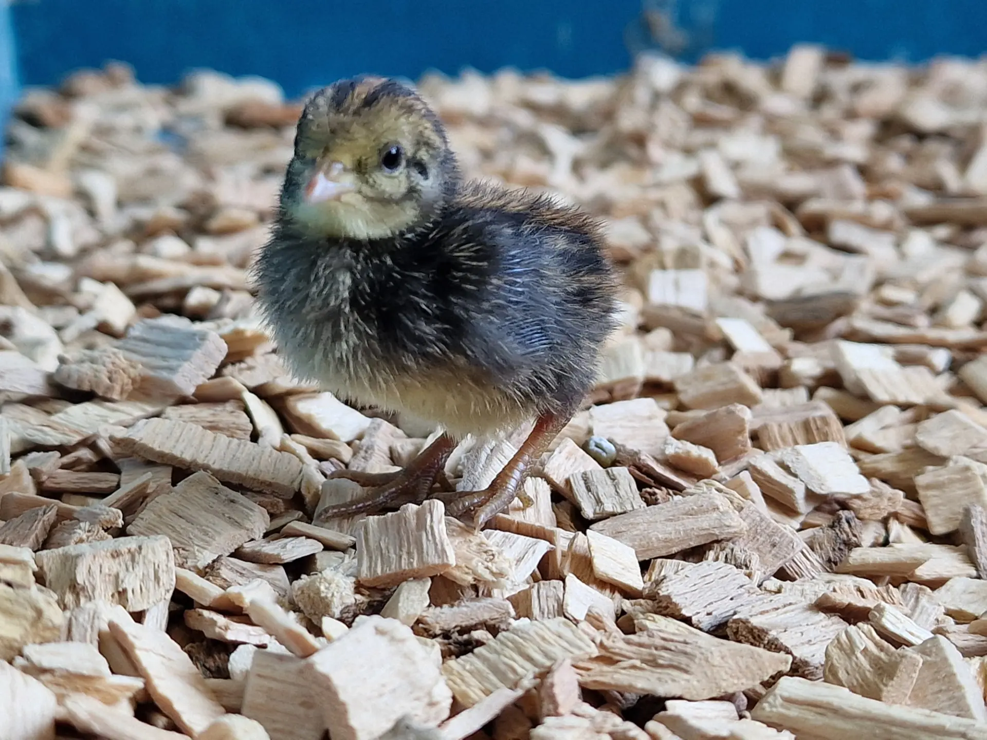 Blue-breasted quail chick standing on XXL beech chips