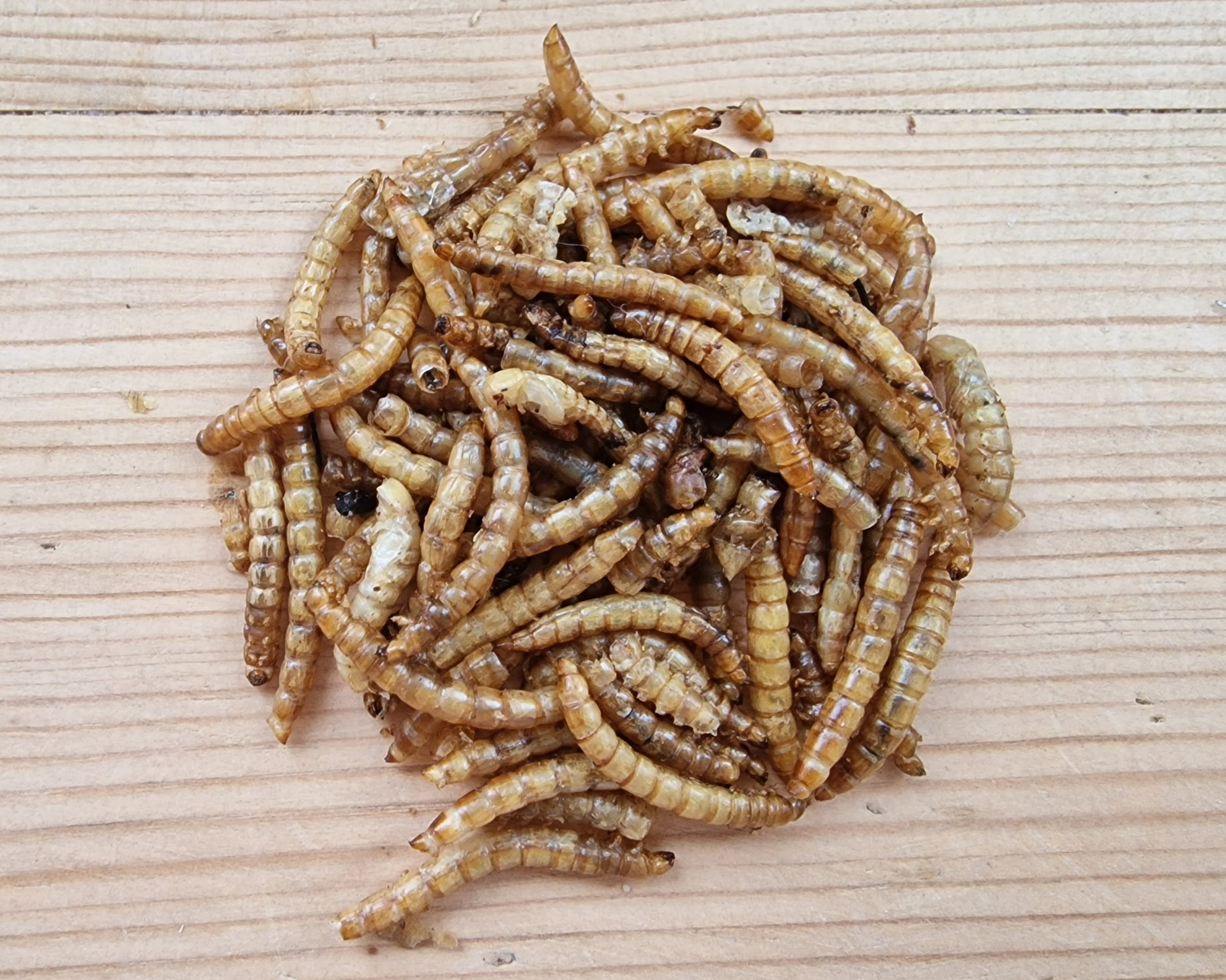Close-up of dried mealworms on a light wooden surface