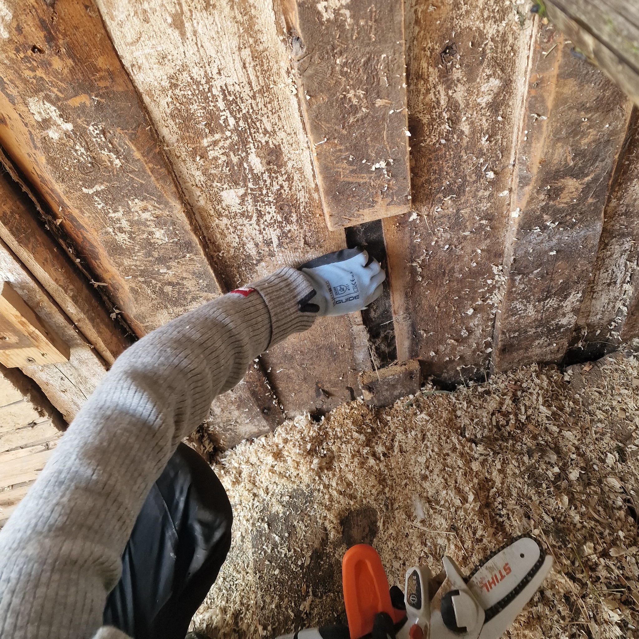 Gloved hand loosening panel boards in the old barn wall, with sawdust and a chainsaw on the floor.