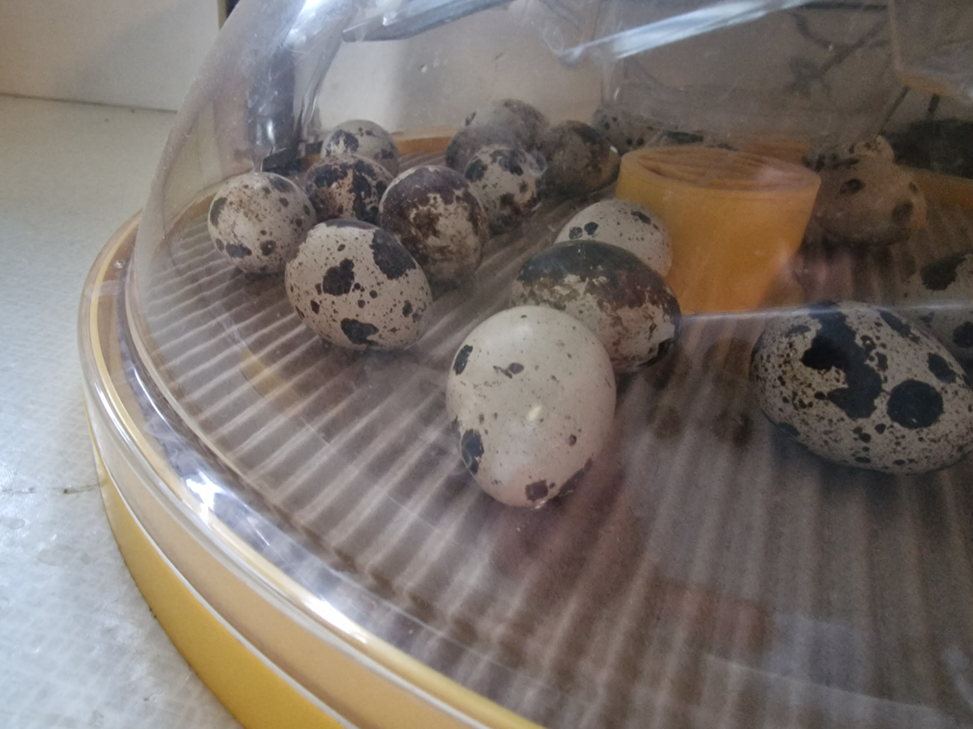 Quail eggs lying freely on cardboard in the incubator instead of the egg tray