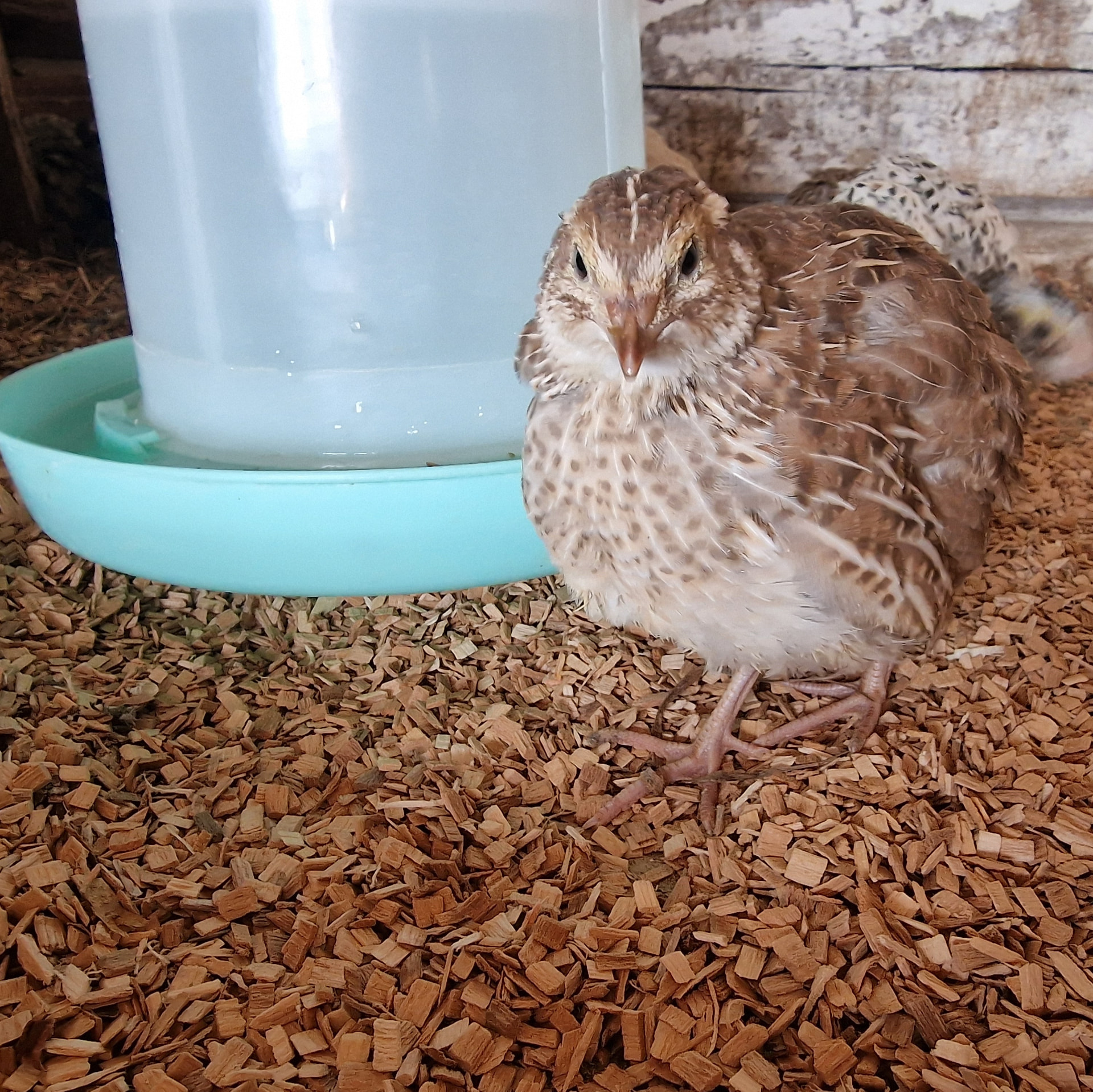 Quail on Medium beech chips beside a water dispenser