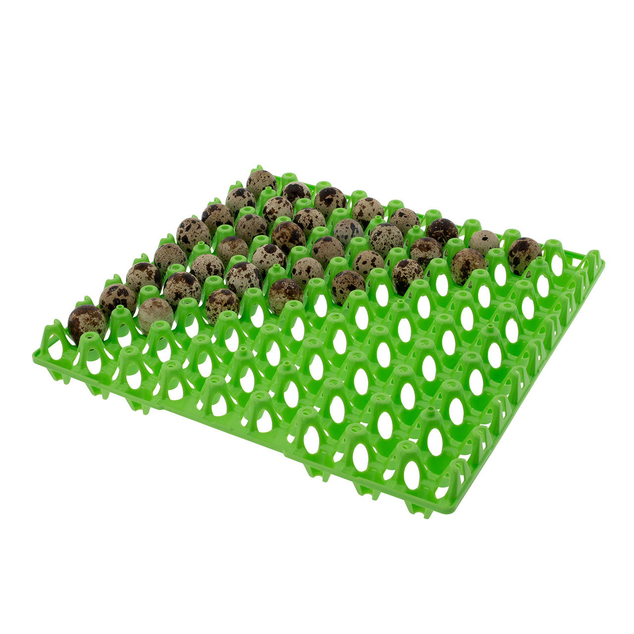 Green egg tray for 72 quail eggs