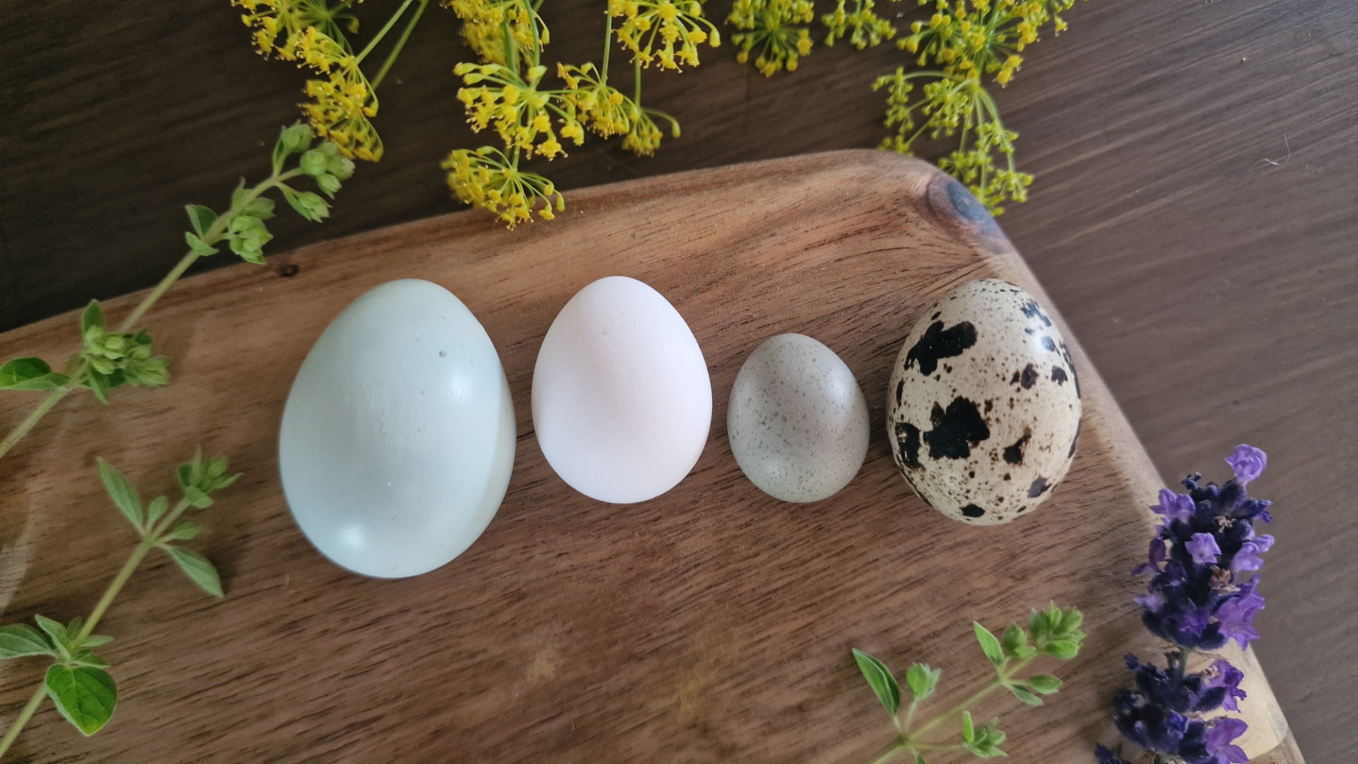 Four quail eggs on a chopping board: a pale blue celadon egg, a white Northern bobwhite egg, a tiny blue-breasted quail egg and a speckled Japanese quail egg
