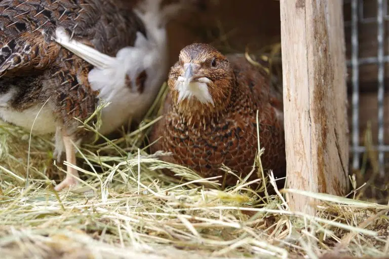 Quails in hay