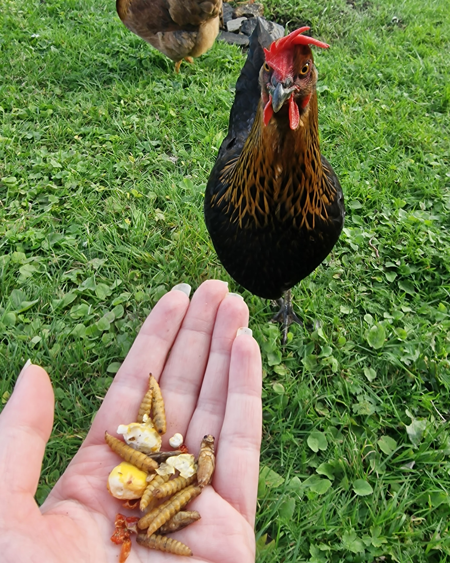 Hen getting to taste Rotterace (rot race) from the hand