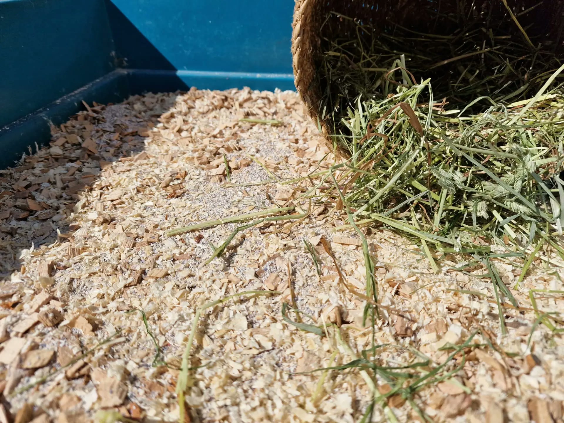 Beech chips mixed with shell sand and grass in the bedding, with grass spilling from a basket