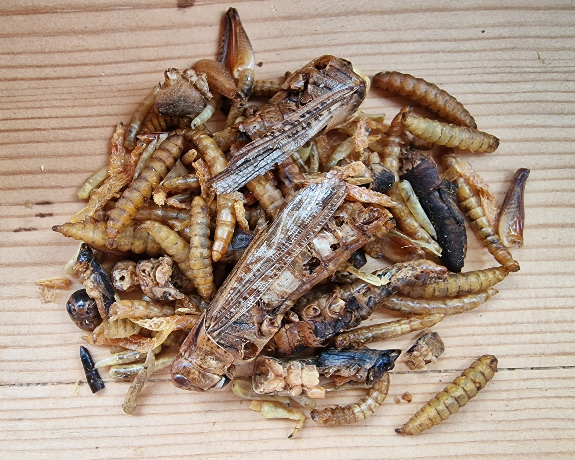 Close-up of Urbanmat Insektsfest with mixed dried insects and larvae