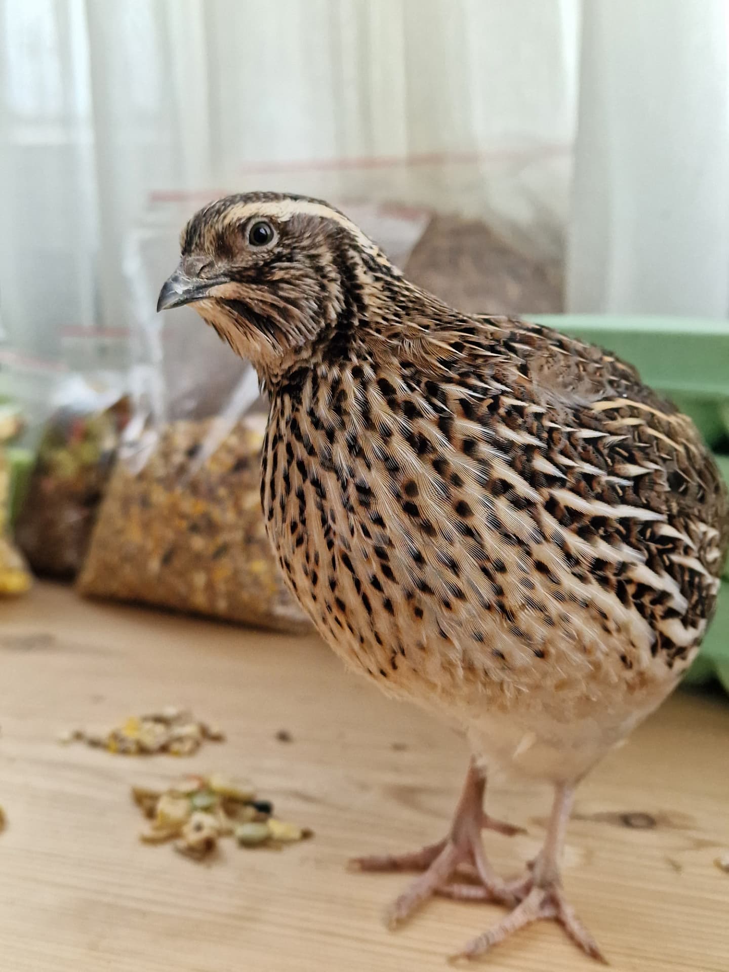 Japanese Quail in front of the samples