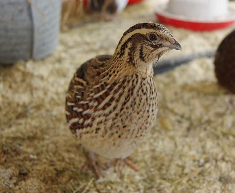 Japanese quail in wild-coloured plumage, as it looks after molting.