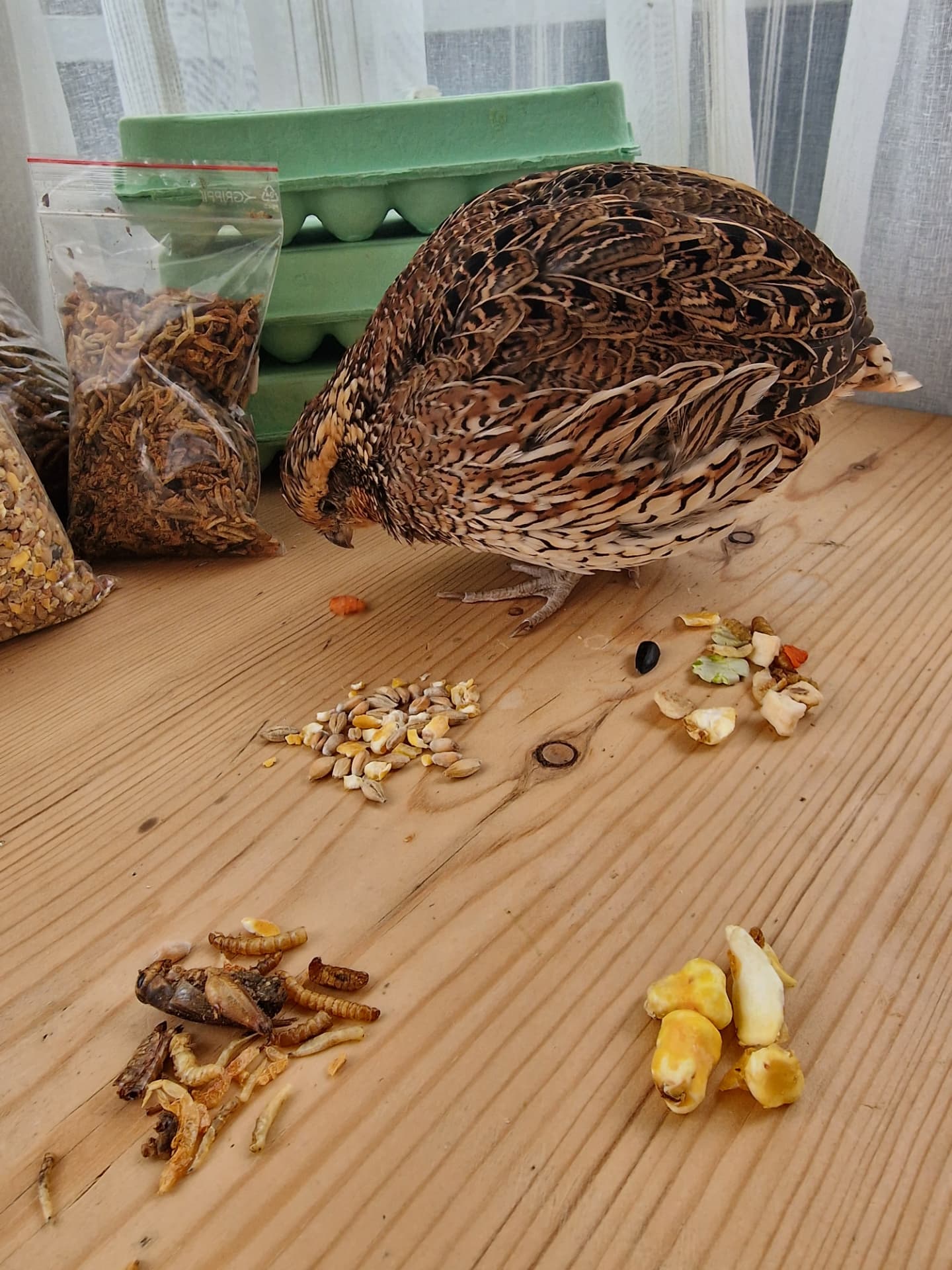 Northern Bobwhite choosing between different samples