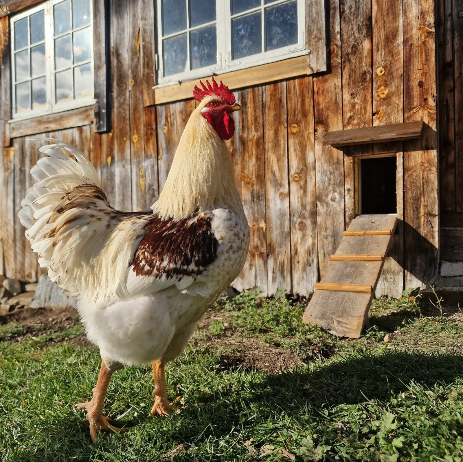 Large white and brown rooster standing in front of the barn wall with the door and ramp behind him.