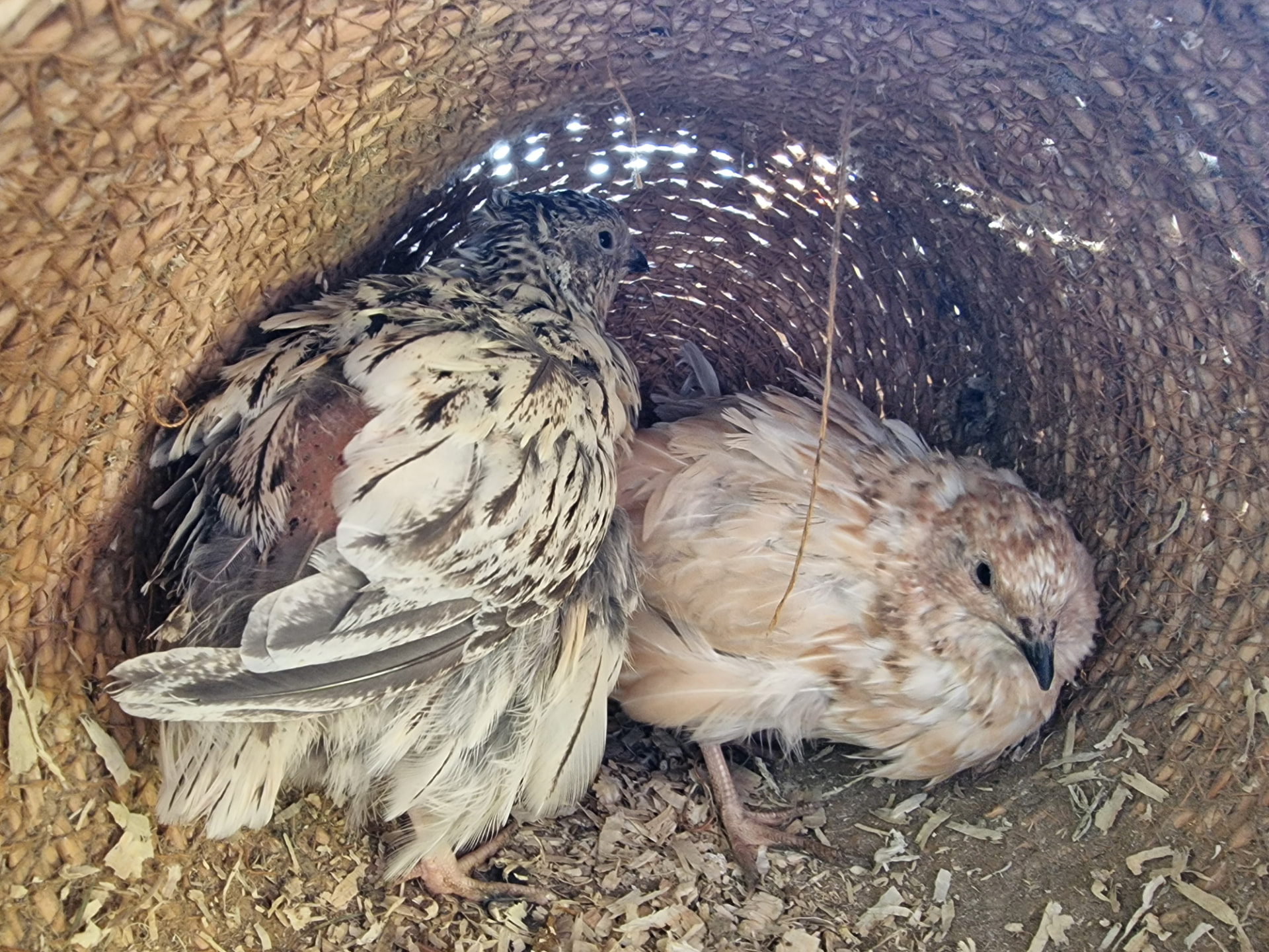 Two Japanese quails hiding in a basket while molting