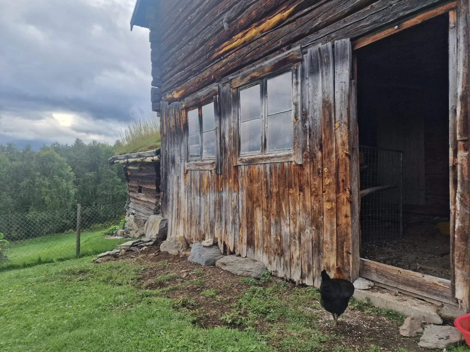 Old timber barn with the large barn door open and a hen outside.