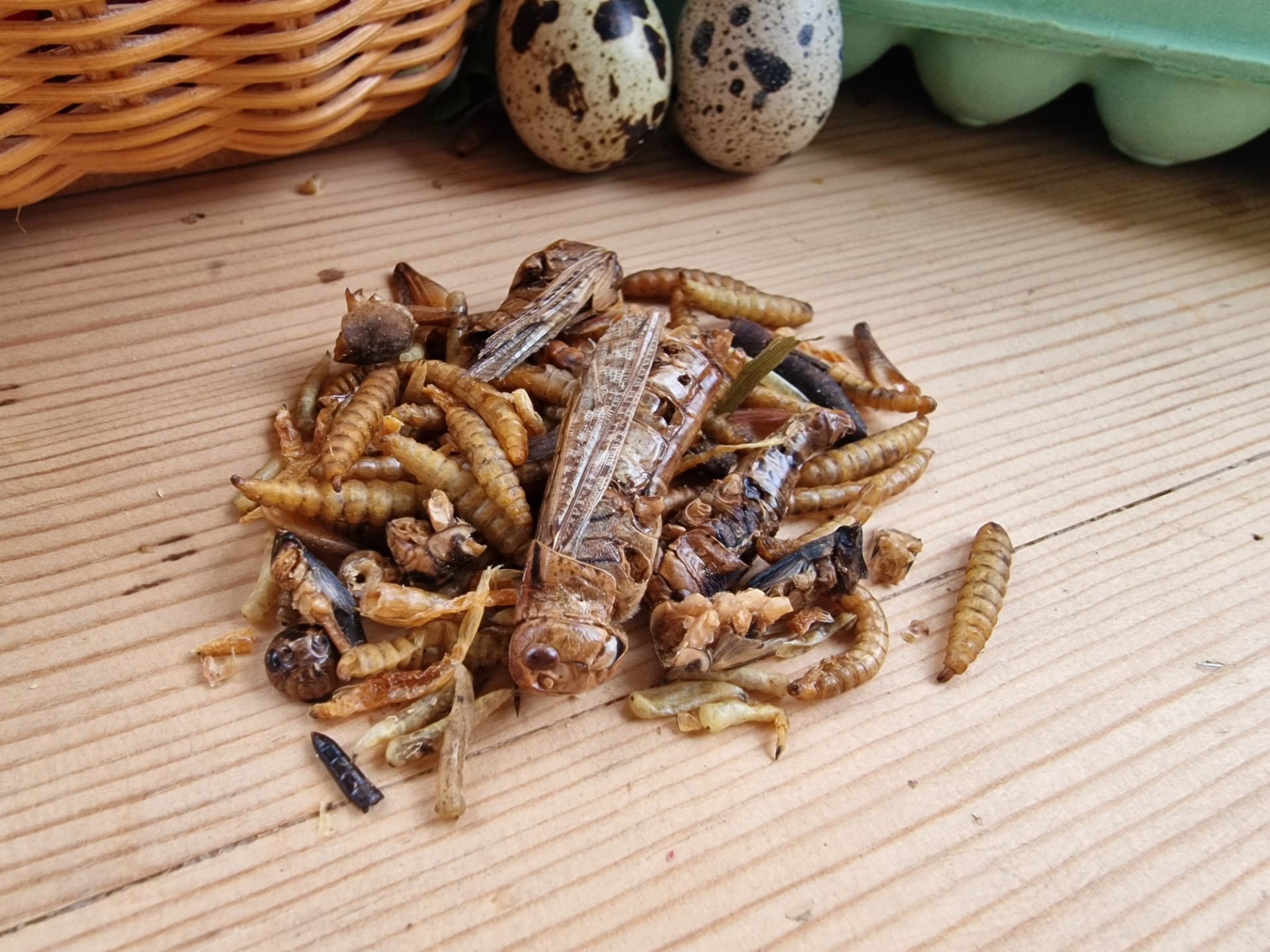 Urbanmat Insektsfest with dried insects
