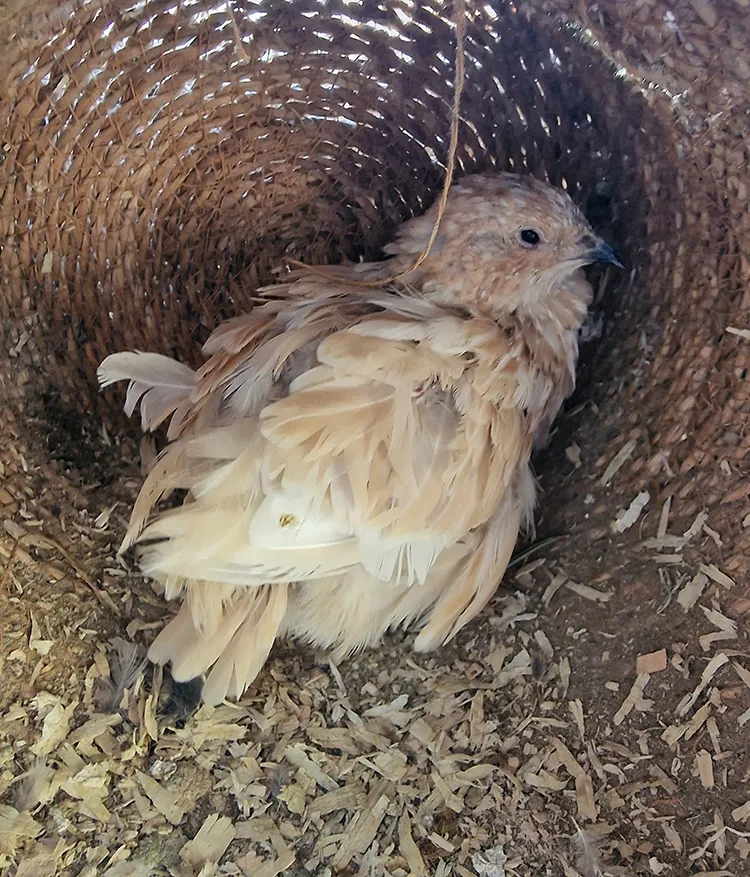Quail mid-molt: scruffy and fluffed up, with feathers strewn about the nest box.