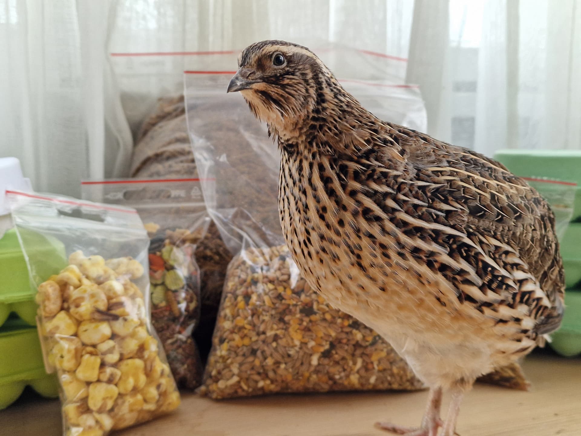 We test feed and snacks from Urbanmat on chickens and quails