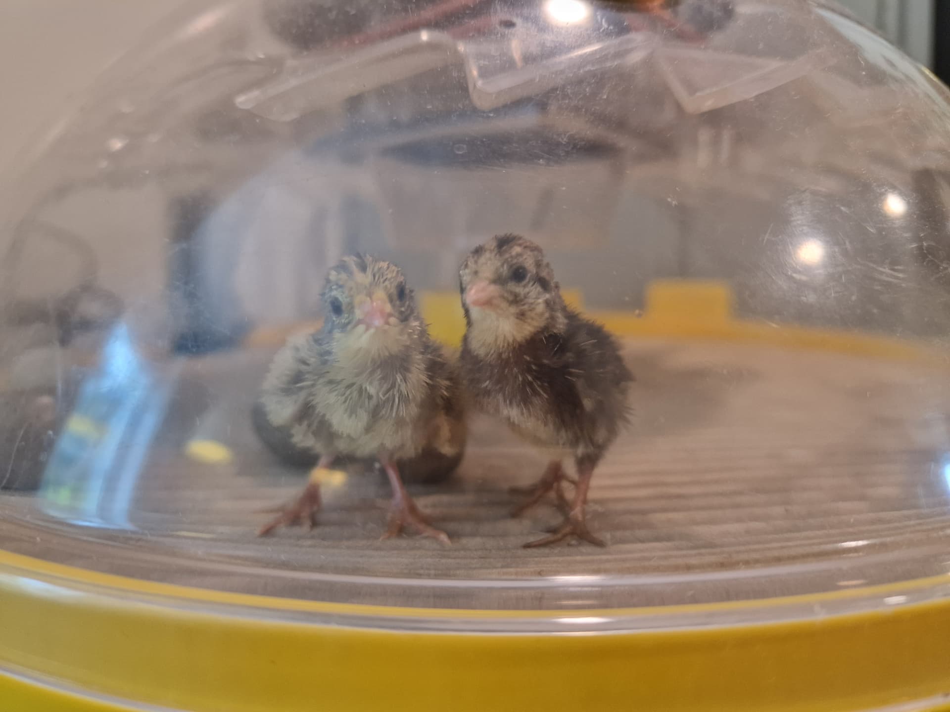 Two quail chicks standing inside the incubator