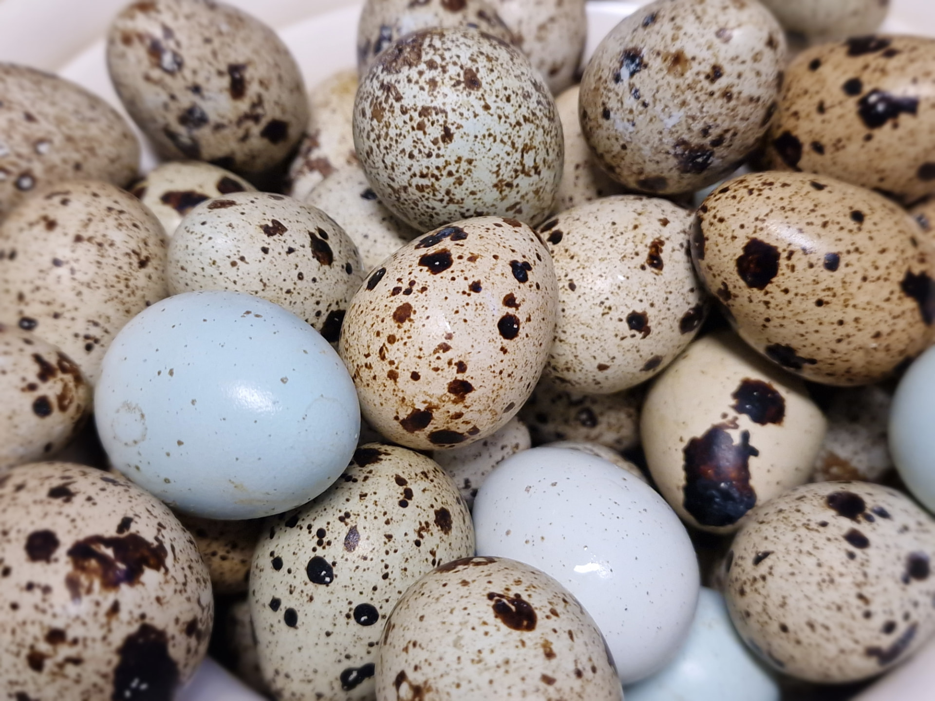 A large number of quail eggs gathered in a bowl