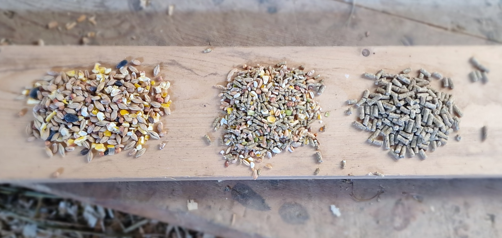 The three Garvo varieties 5145, 1080 and 5030 laid out side by side on a plank