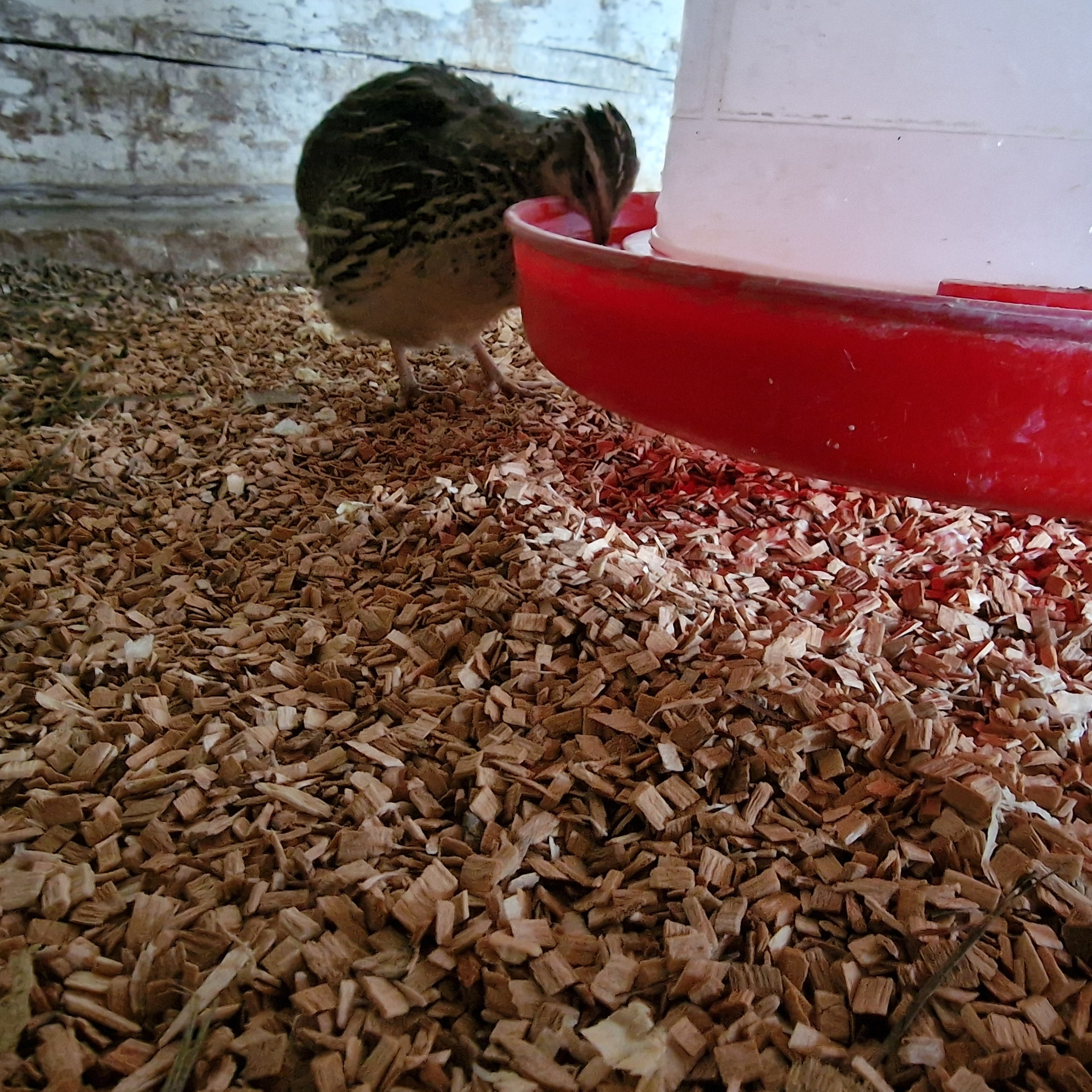 Quail drinking from a water dispenser on beech chips