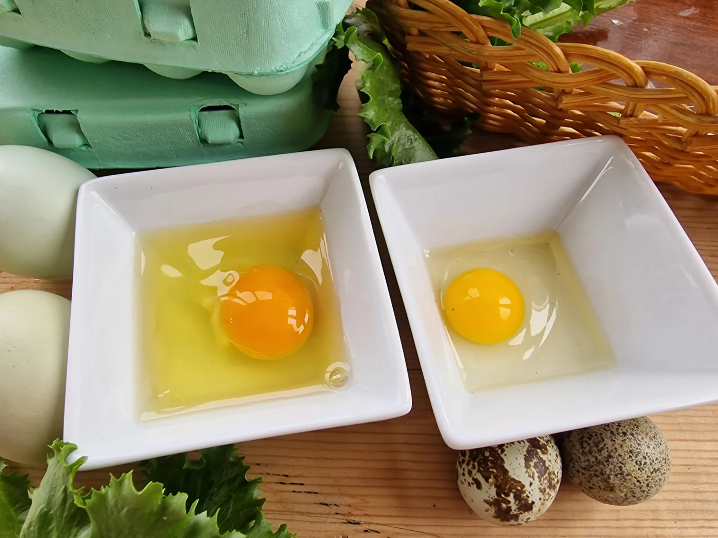 Chicken egg on the left and quail egg on the right, cracked into separate bowls to compare the yolks and whites