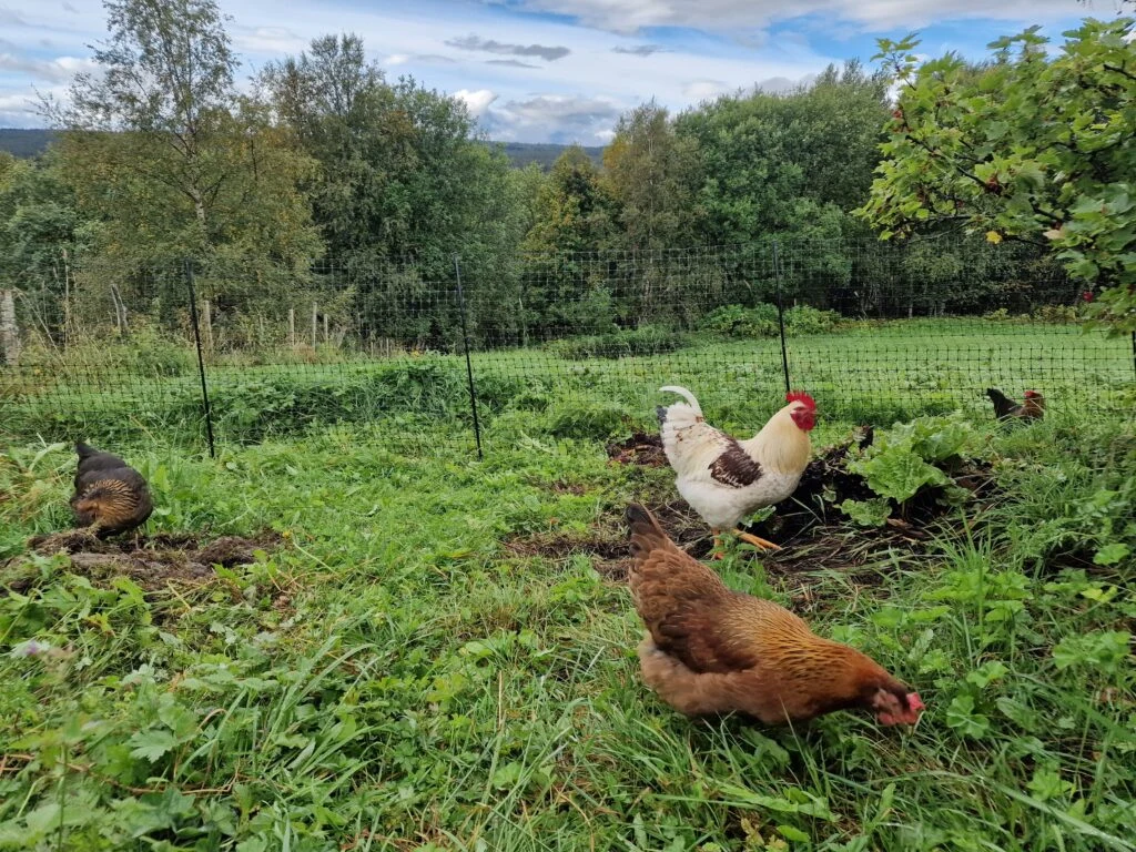 Expanding the chicken run