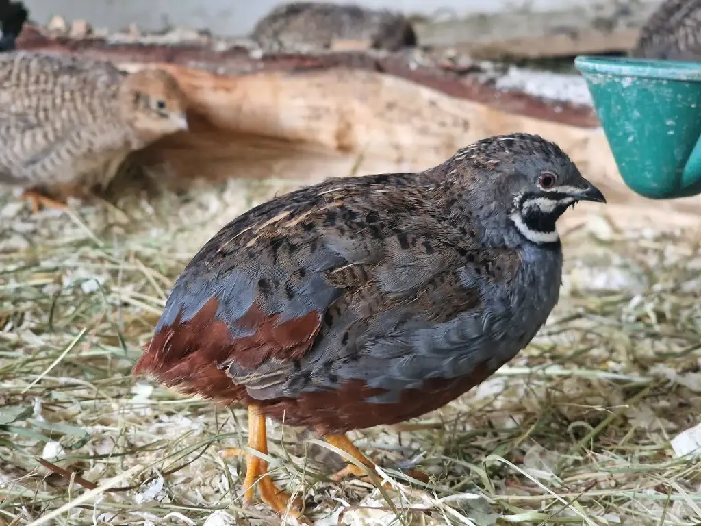 Blue-breasted Quail male