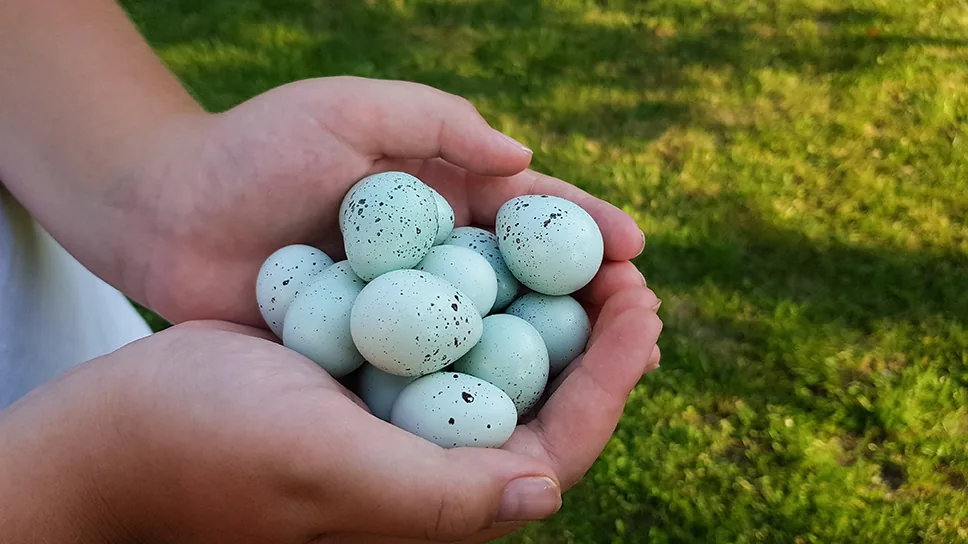 Celadon in quail: the gene behind the turquoise eggs