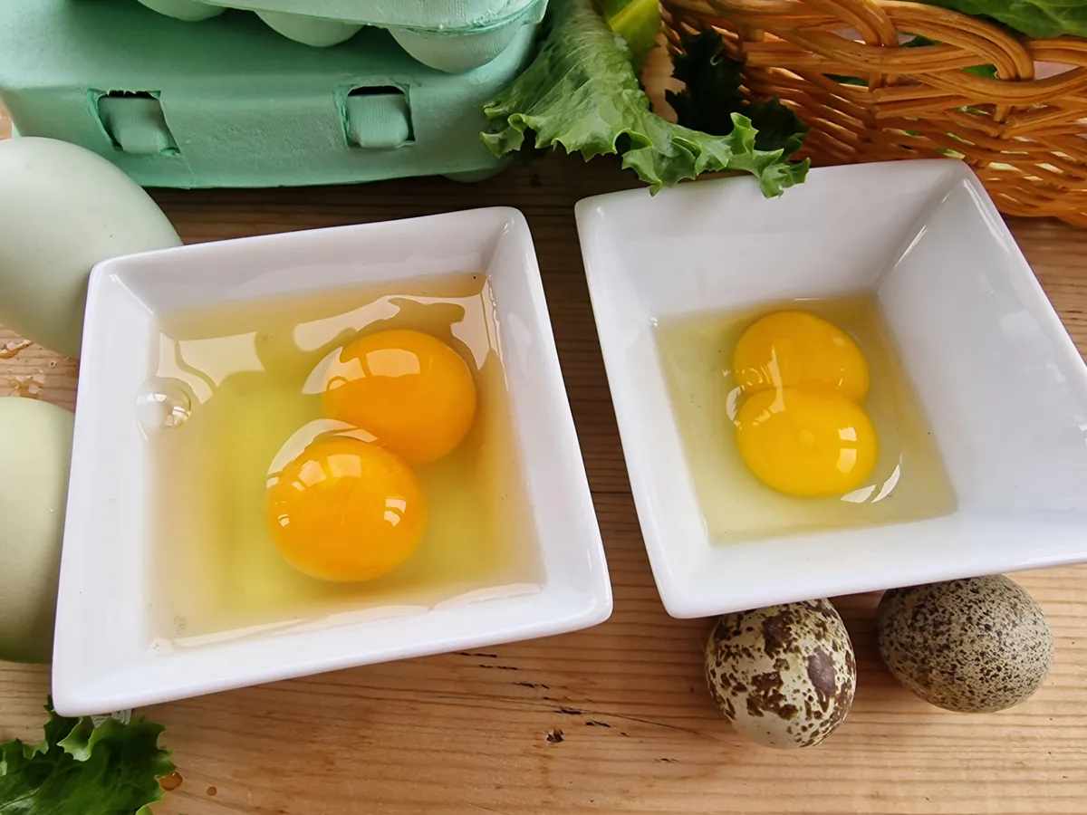 Two bowls with double-yolk eggs: a chicken egg on the left and a quail egg on the right