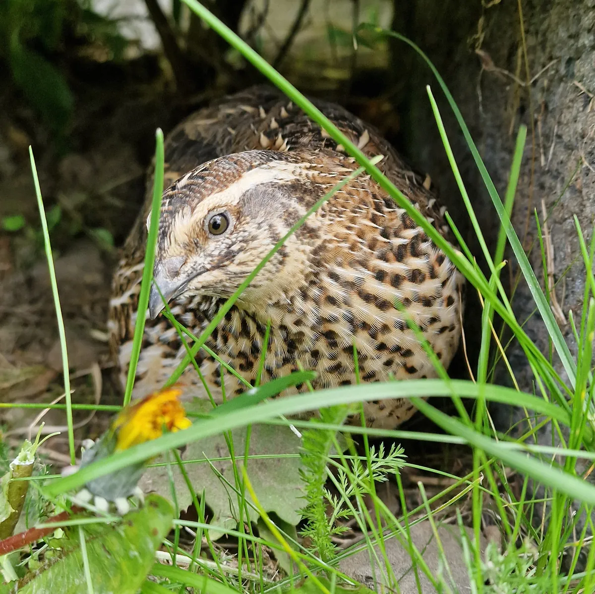 A wild-coloured northern bobwhite sitting in the grass