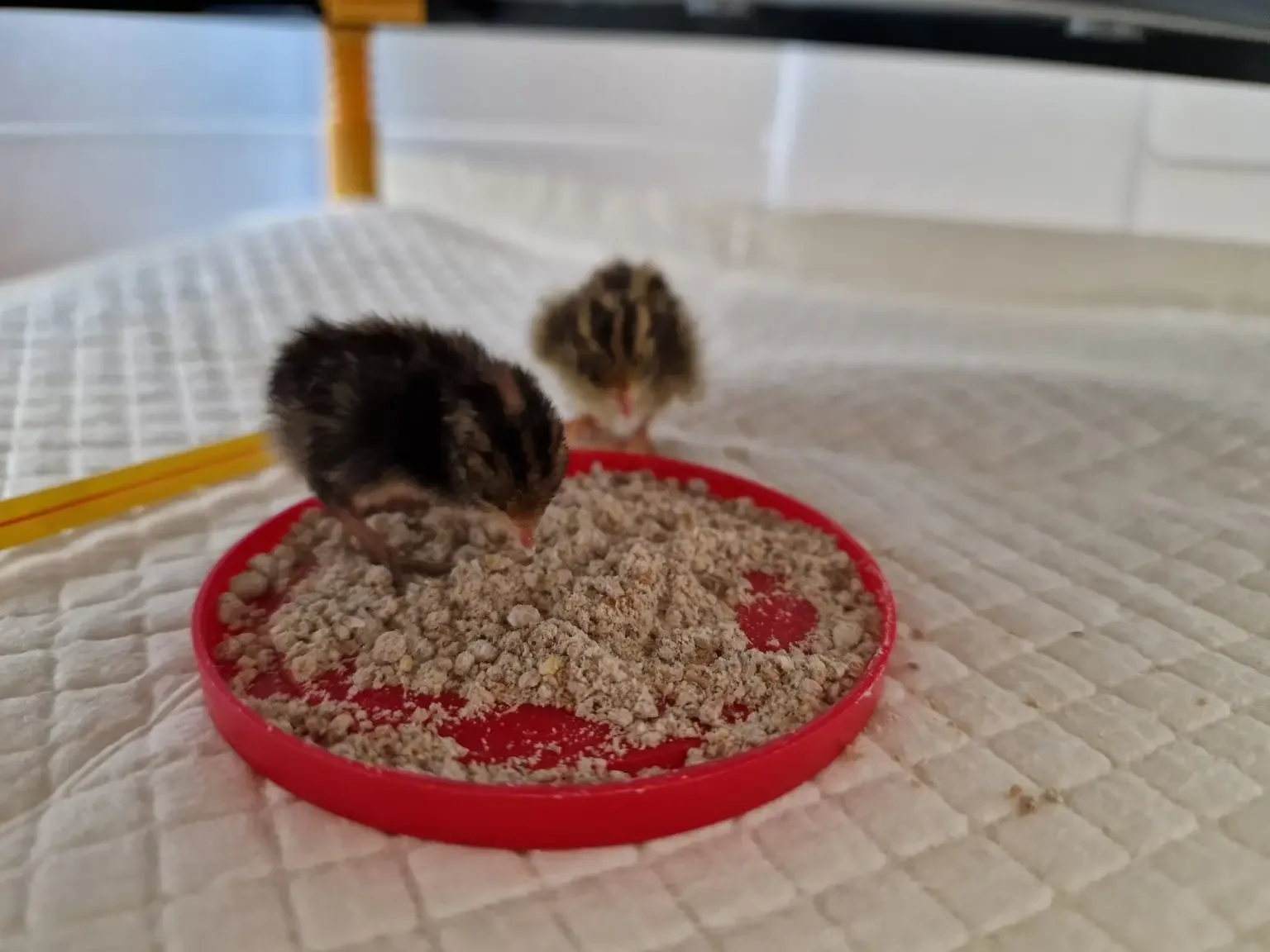 Feeding quail chicks