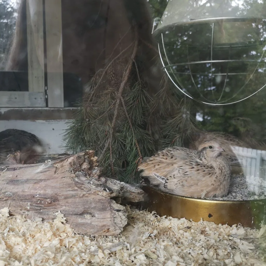 What is the right temperature for quails? This Japanese quail enjoys life under a livestock heat lamp.