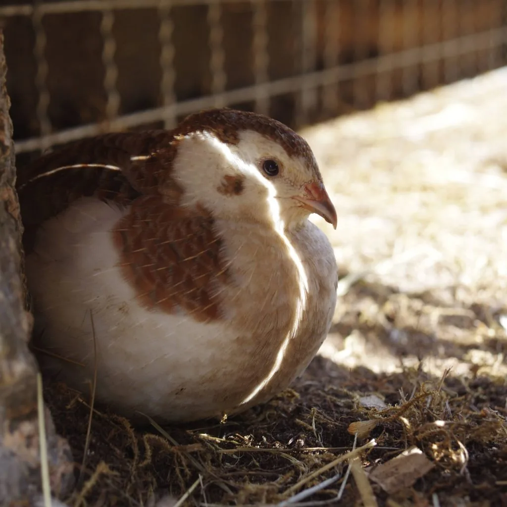 Japanese quail sitting in the shade