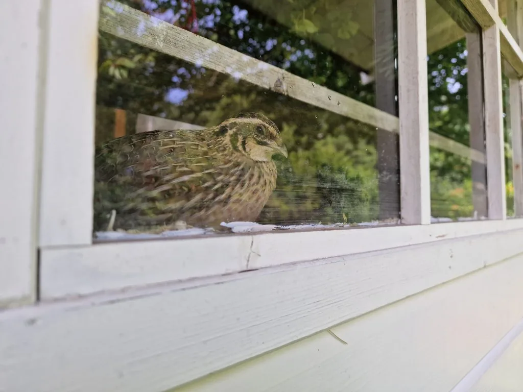 Japanese quail thriving indoors