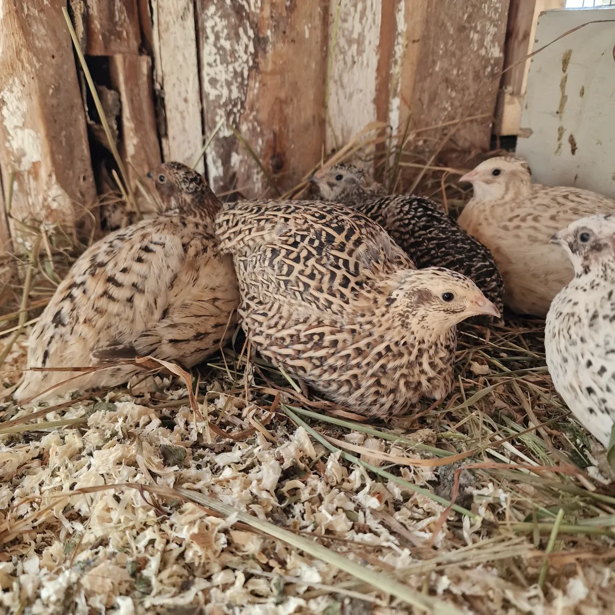 Five Japanese quail pullets sitting together