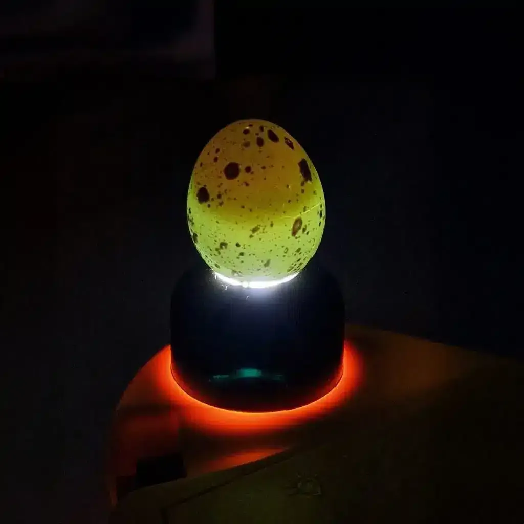 Candling of eggs during quail incubation
