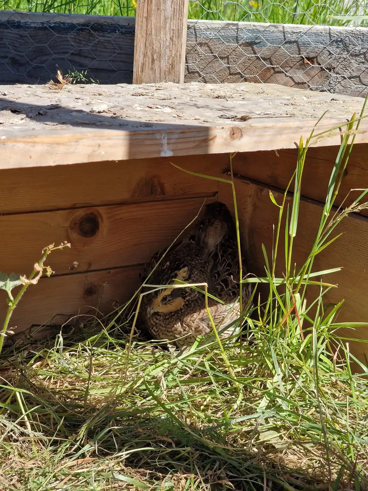 When do quails start laying eggs?