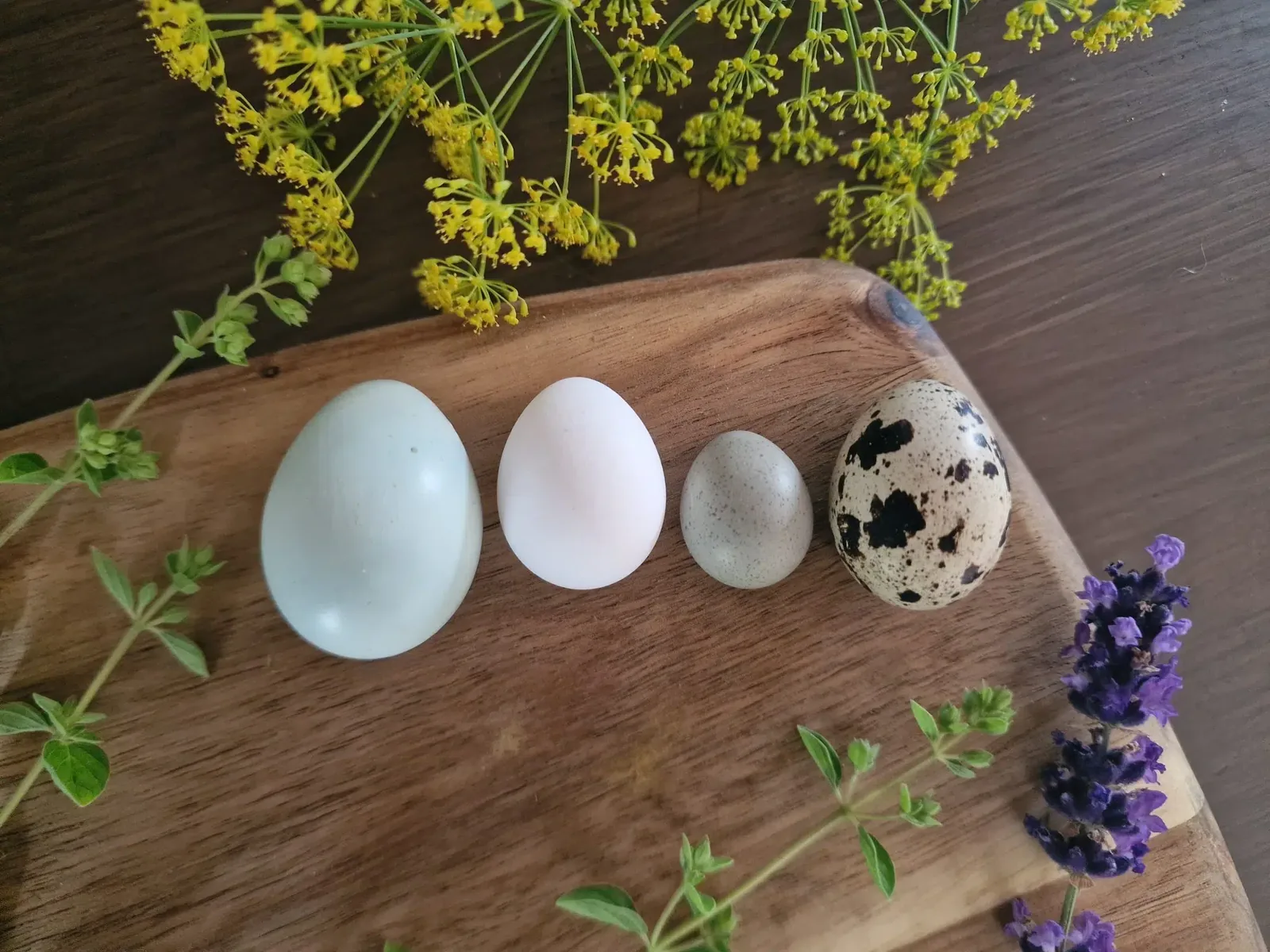 Hatching eggs from different quail species
