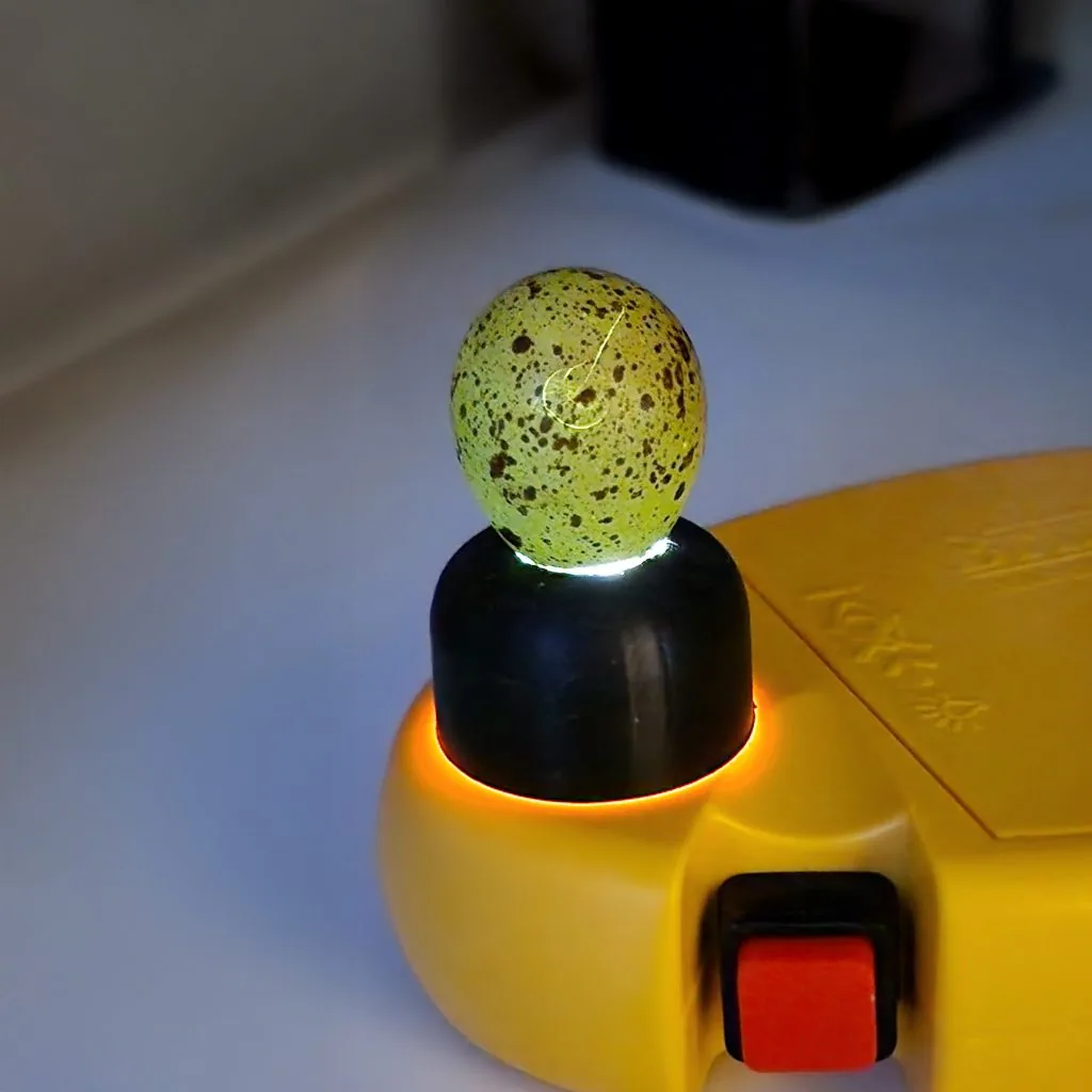 Candling of quail eggs revealed damage inside the shell.
