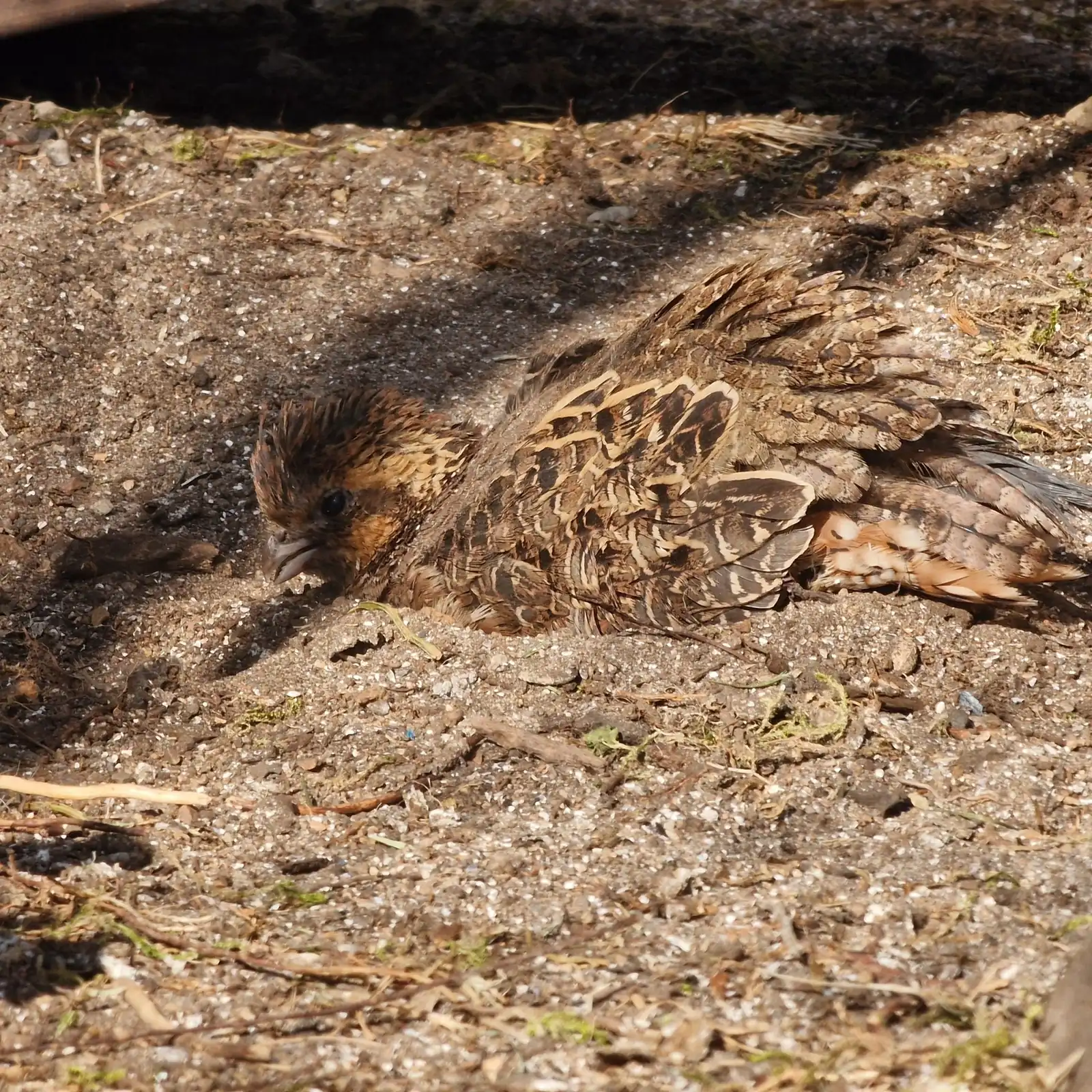 A dust bath is important for quail feather health: a Northern Bobwhite dust bathing.