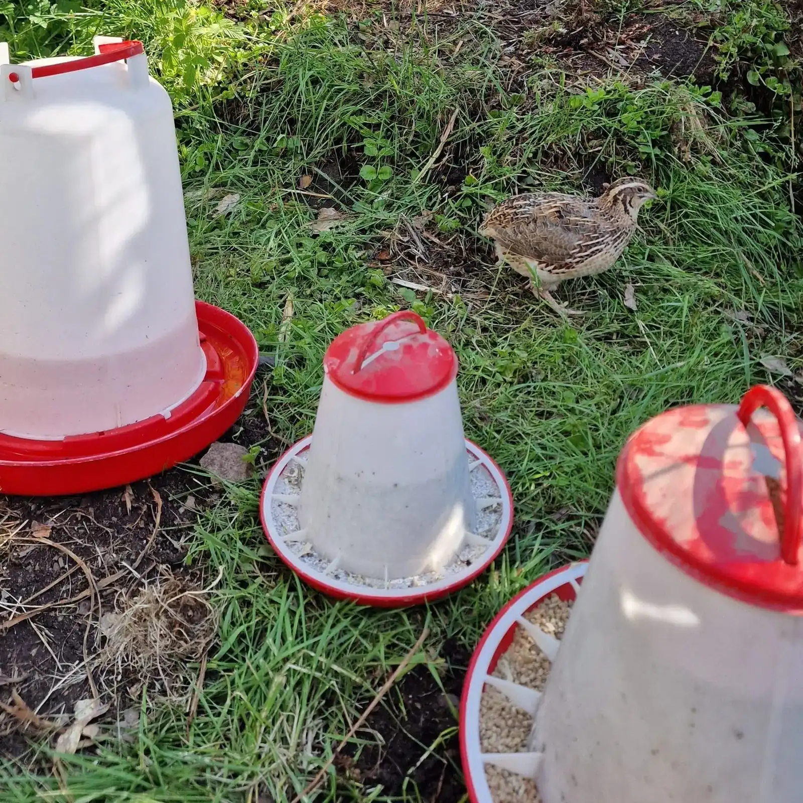 provided oyster shell for quails in a container next to feed and water